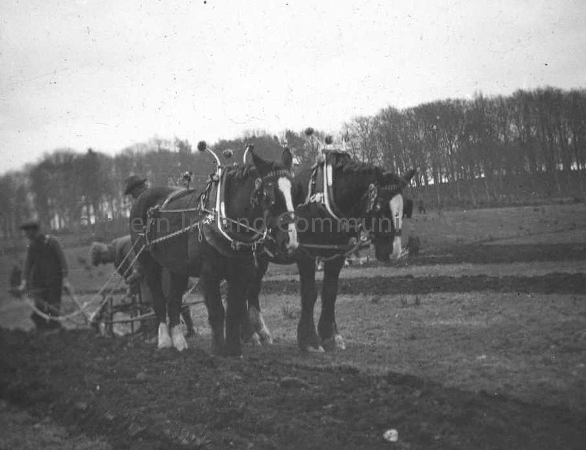 Plough Team as titled by Sam Henry