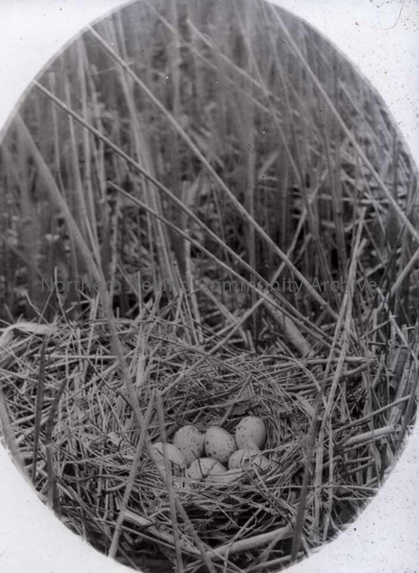 Gull`s Nest as titled by Sam Henry