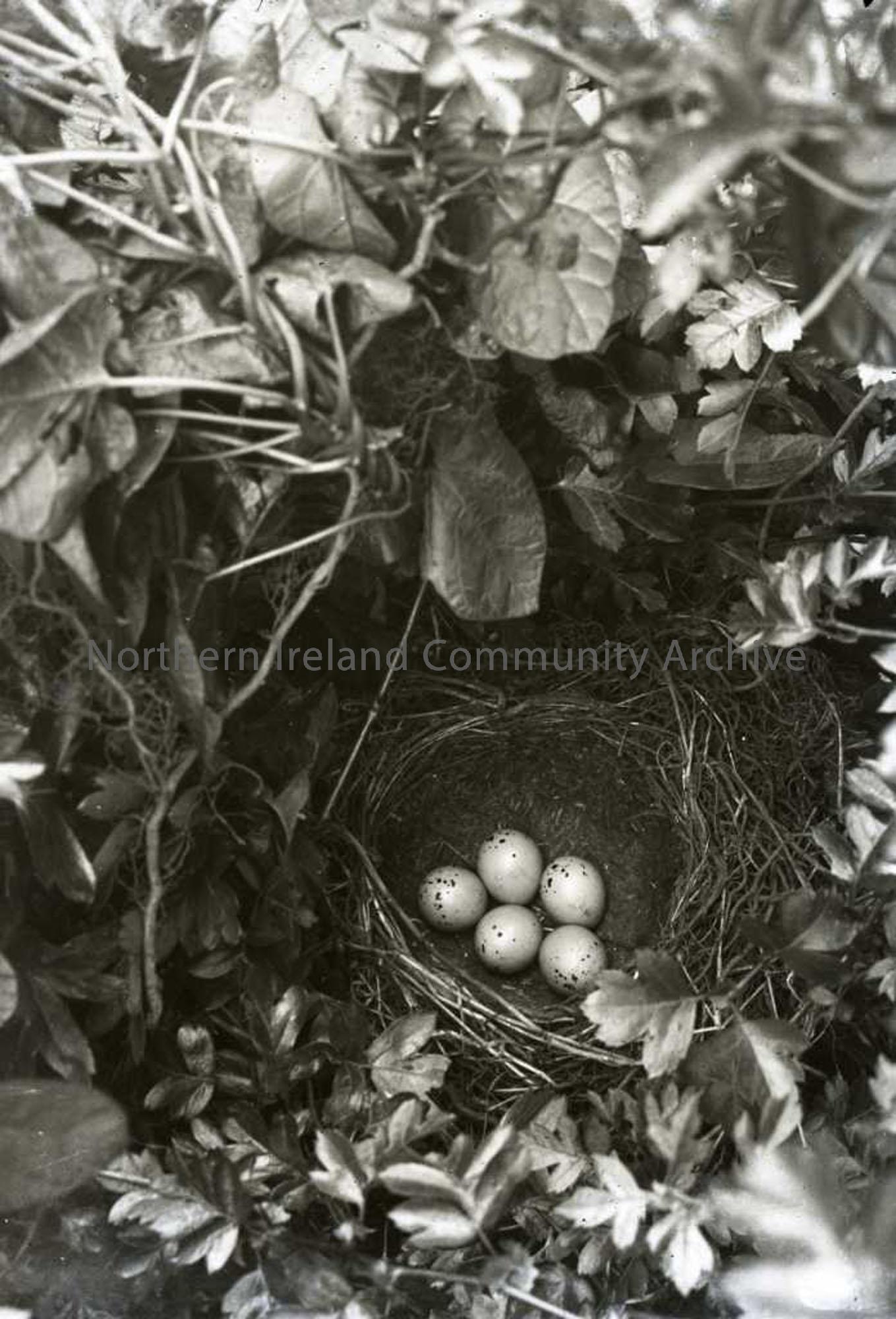 Herring Gull`s nest as titled by Sam Henry