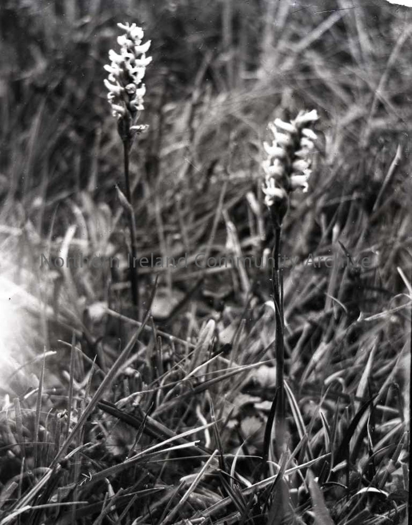 Spiranthes as titled by Sam Henry (3760)