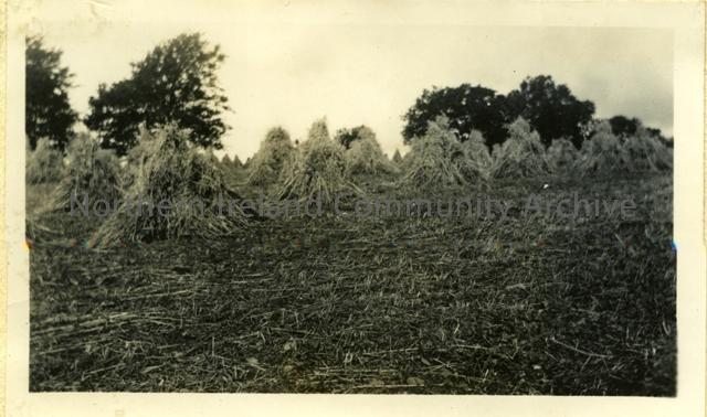 Harvest in New Garden 1937