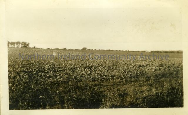 White Hill 1938