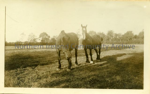 Horses in Donkey Field