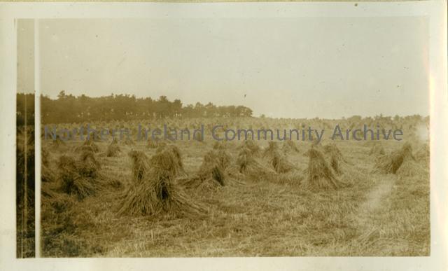 Cornfields 1936