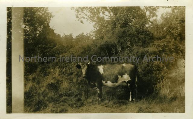 Blue Cow 1936