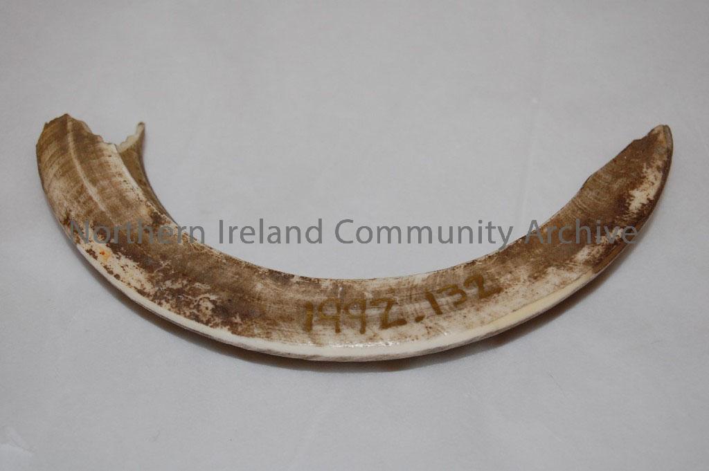 Unknown curved animal horn. Possibly goat. – 1992.132