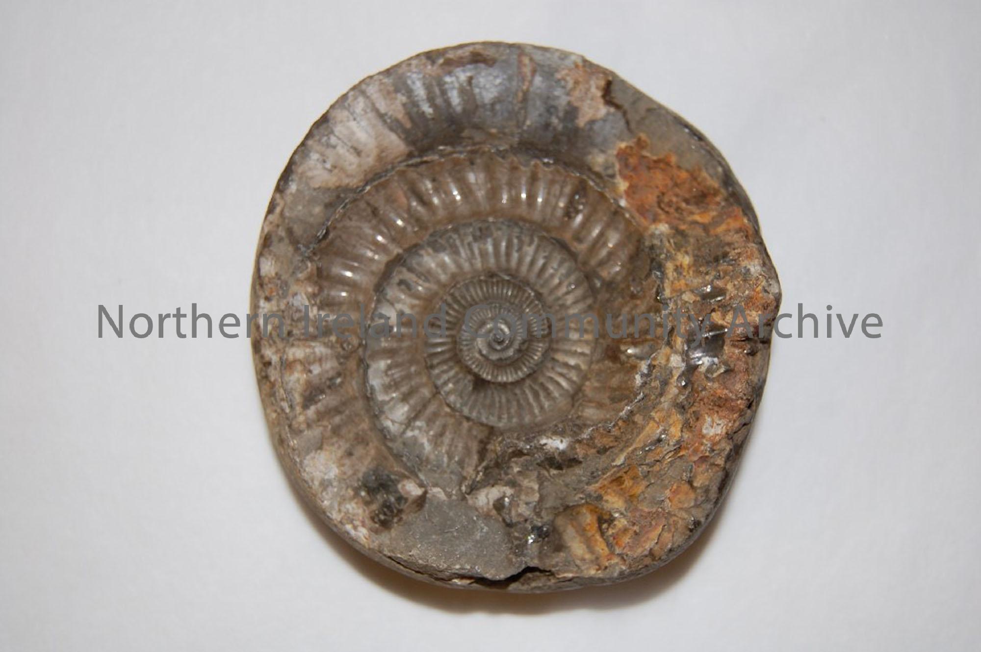 very finely preserved fossilised impression of ammonite