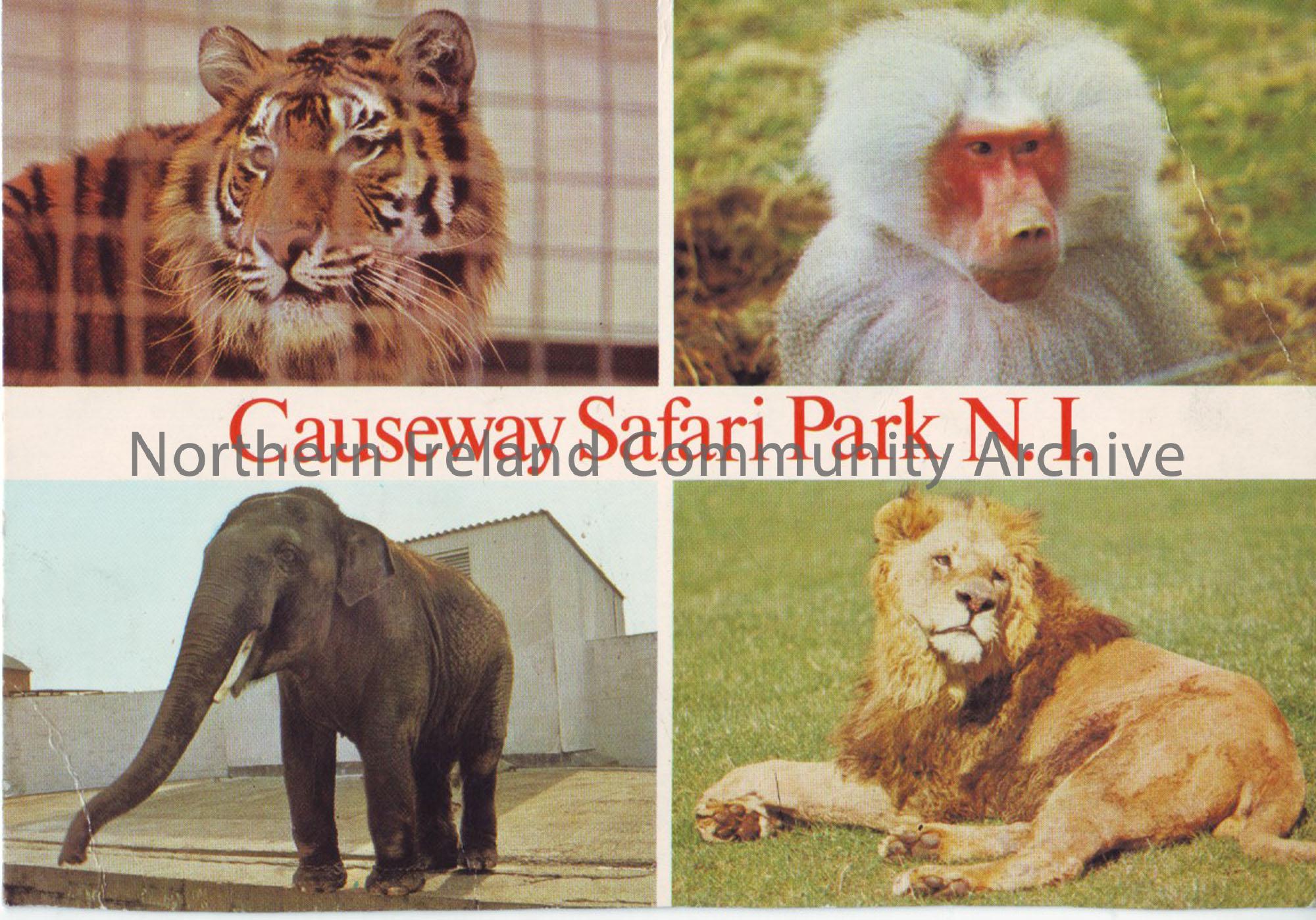 Postcard with a photograph of Causeway Safari Park NI, Dervock ( Benvarden) Ballymoney. Shows an Indian tiger, baboon, Indian elephant, lioness