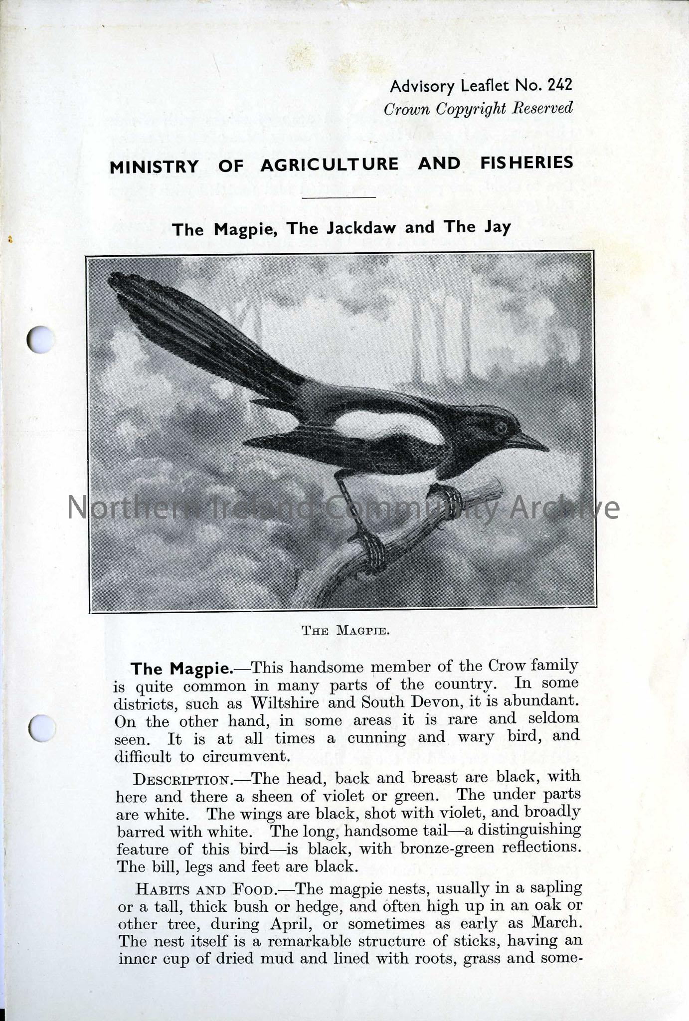 The Magpie, the Jackdaw and the Jay