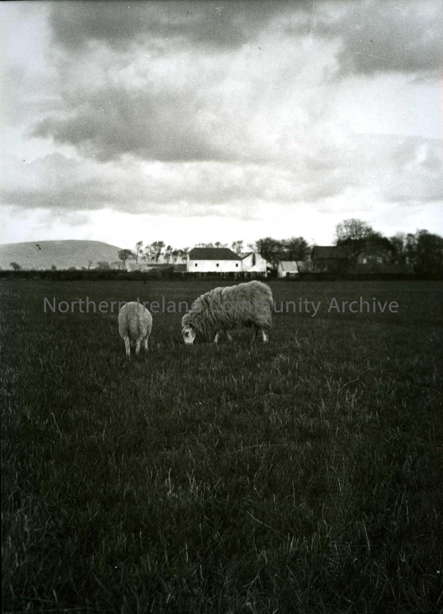 Printed black and white photograph – Sheep in a field with houses visible behind.