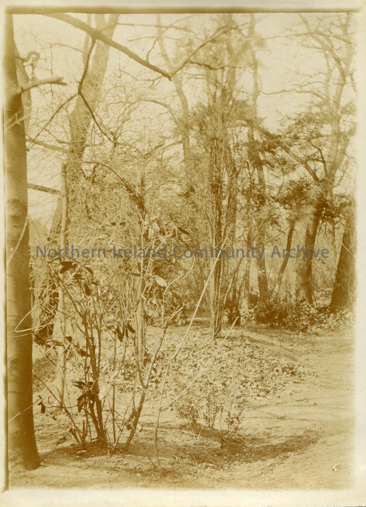 Black and white photograph of woodland.