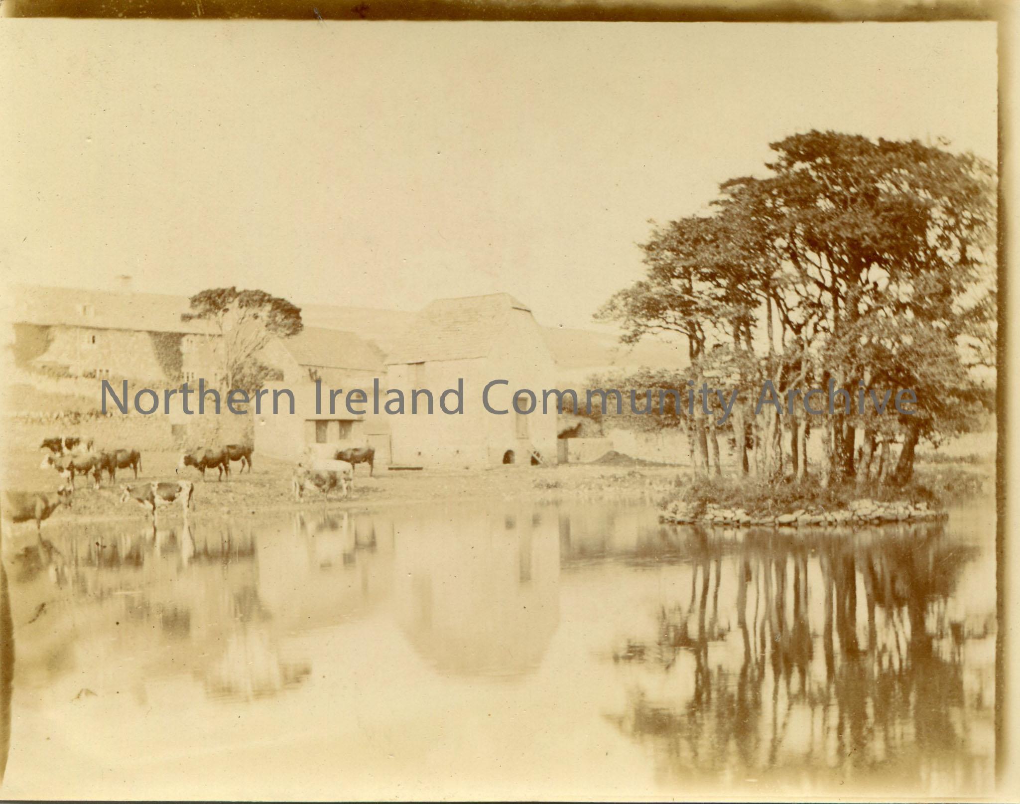 Black and white landscape photograph titled, ‘No 189’. Dated September 1894. Image of cows beside a lake with farm buildings in the background.