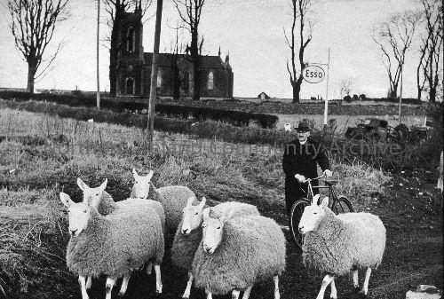 Rev McIlmoyle and sheep