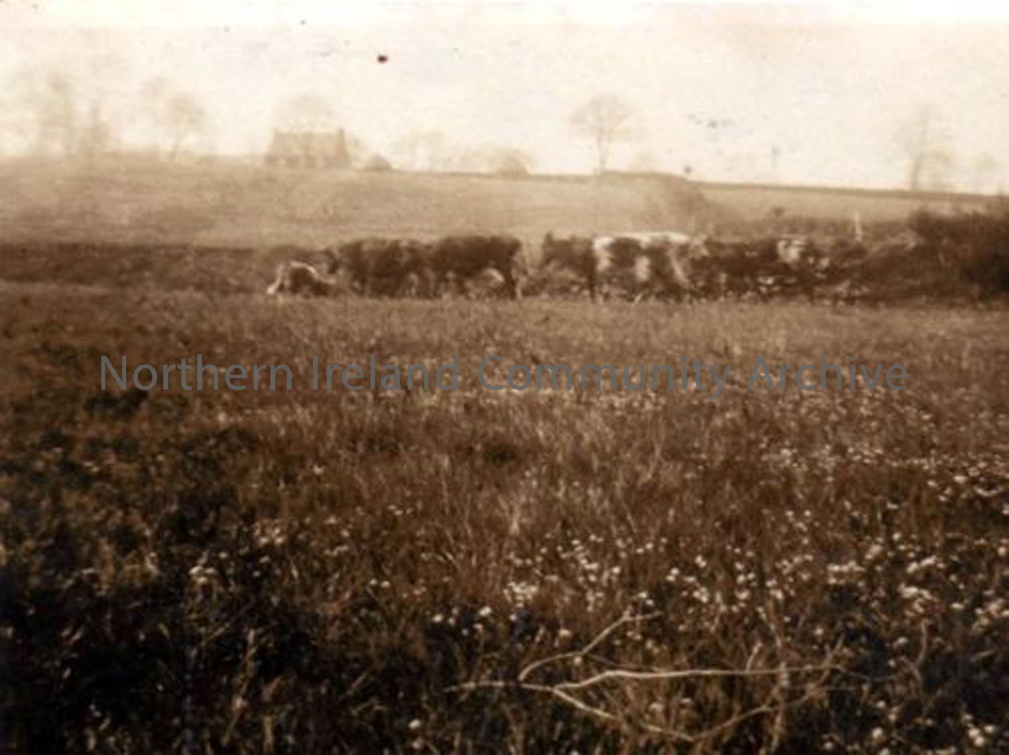 Cattle on the Smyth’s farm
