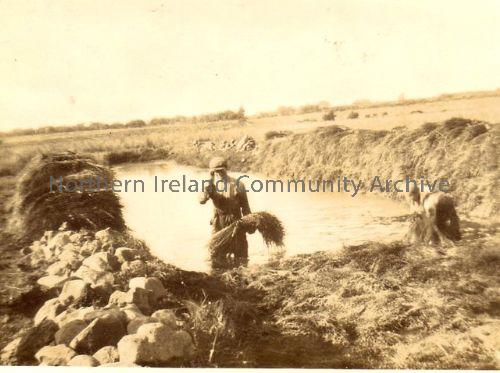 Willie Smyth and Willie Mc? in the flax retting dam, Flushlands Farm (4470)