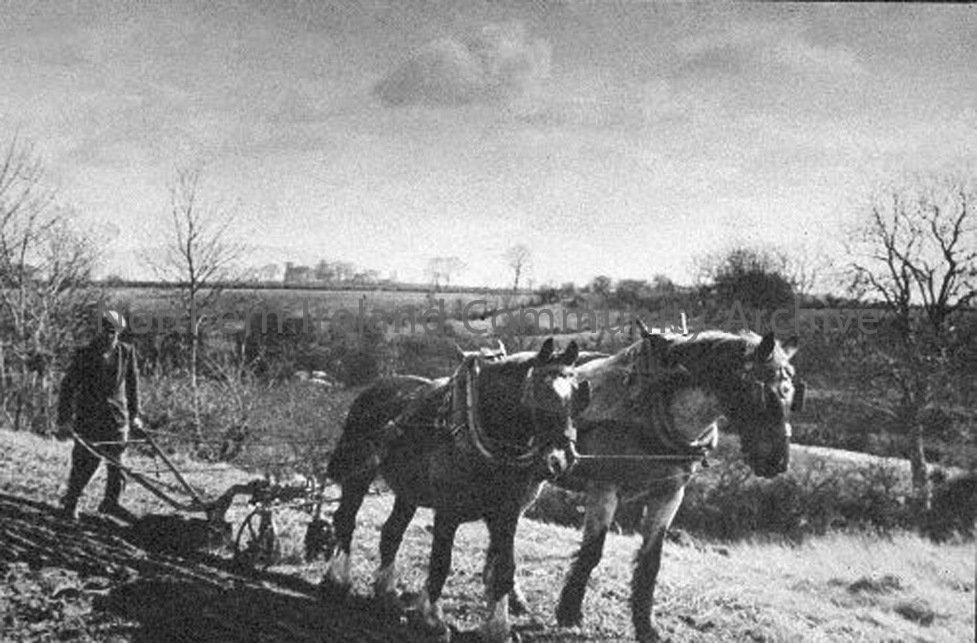 Willie Smith ploughing at the Stroan with a single furrow plough, during the early 1920s (5212)