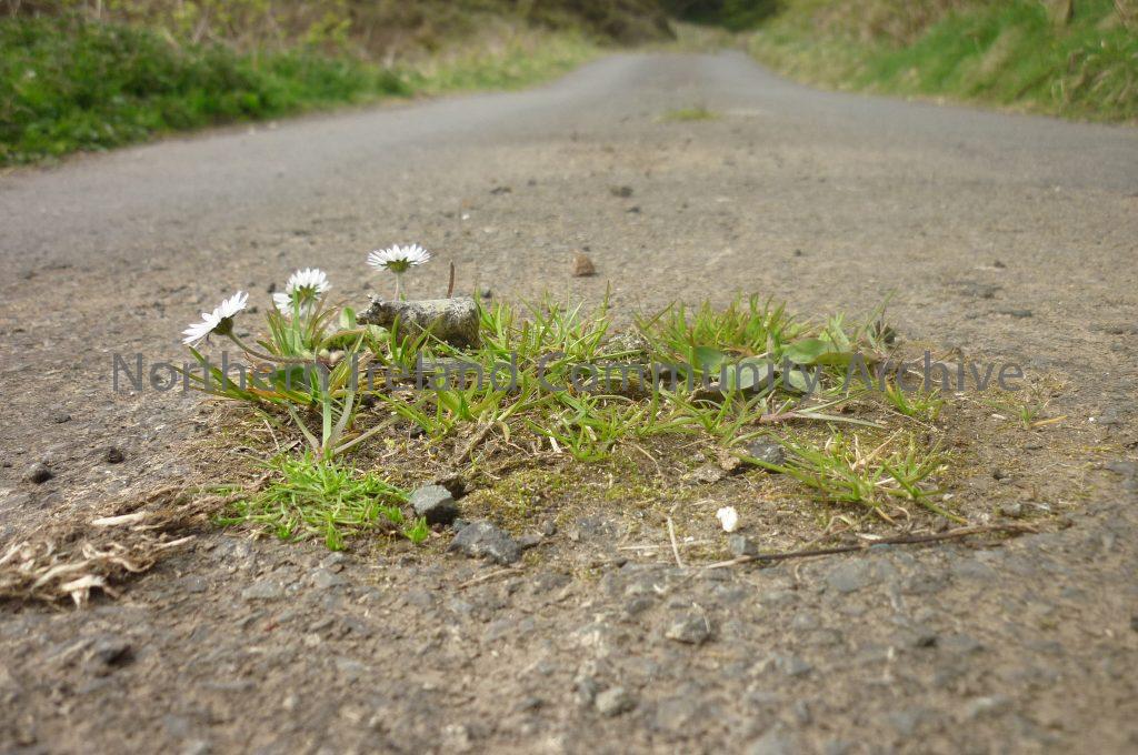 Rathlin – With no visitor traffic on the Rathlin roads, the grass that grows in the middle can be safely grazed