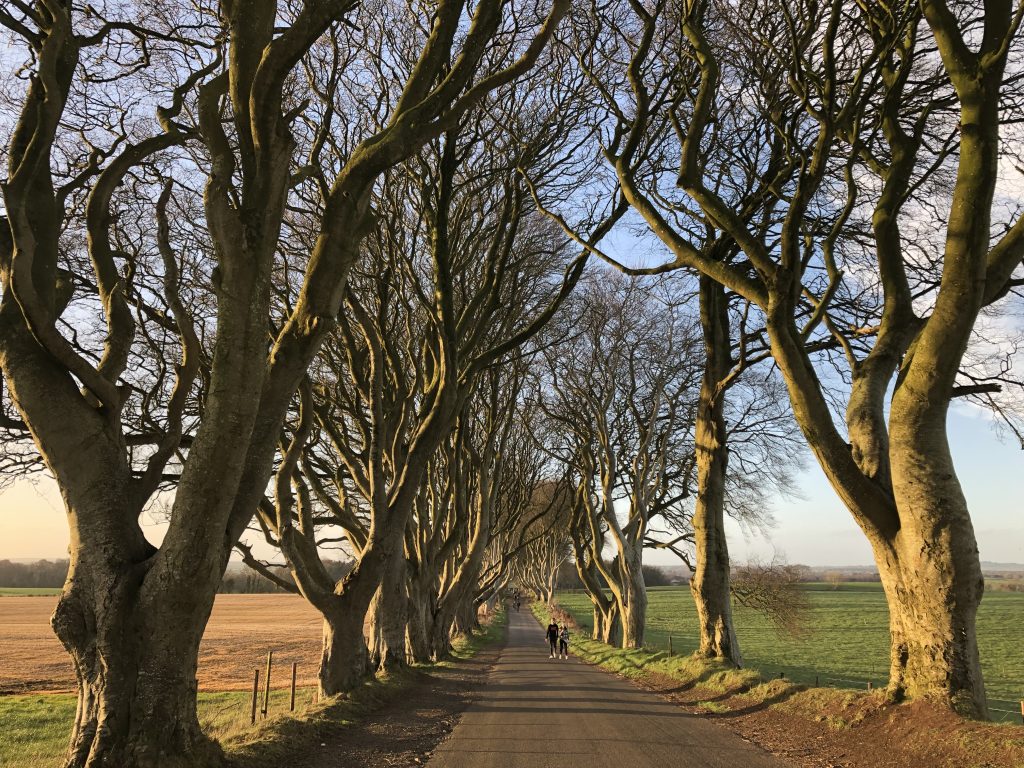 Photograph of trees at the Dark Hedges