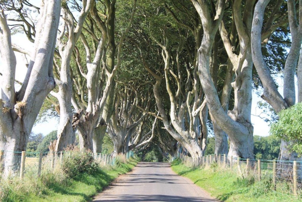 Photograph of the Dark Hedges