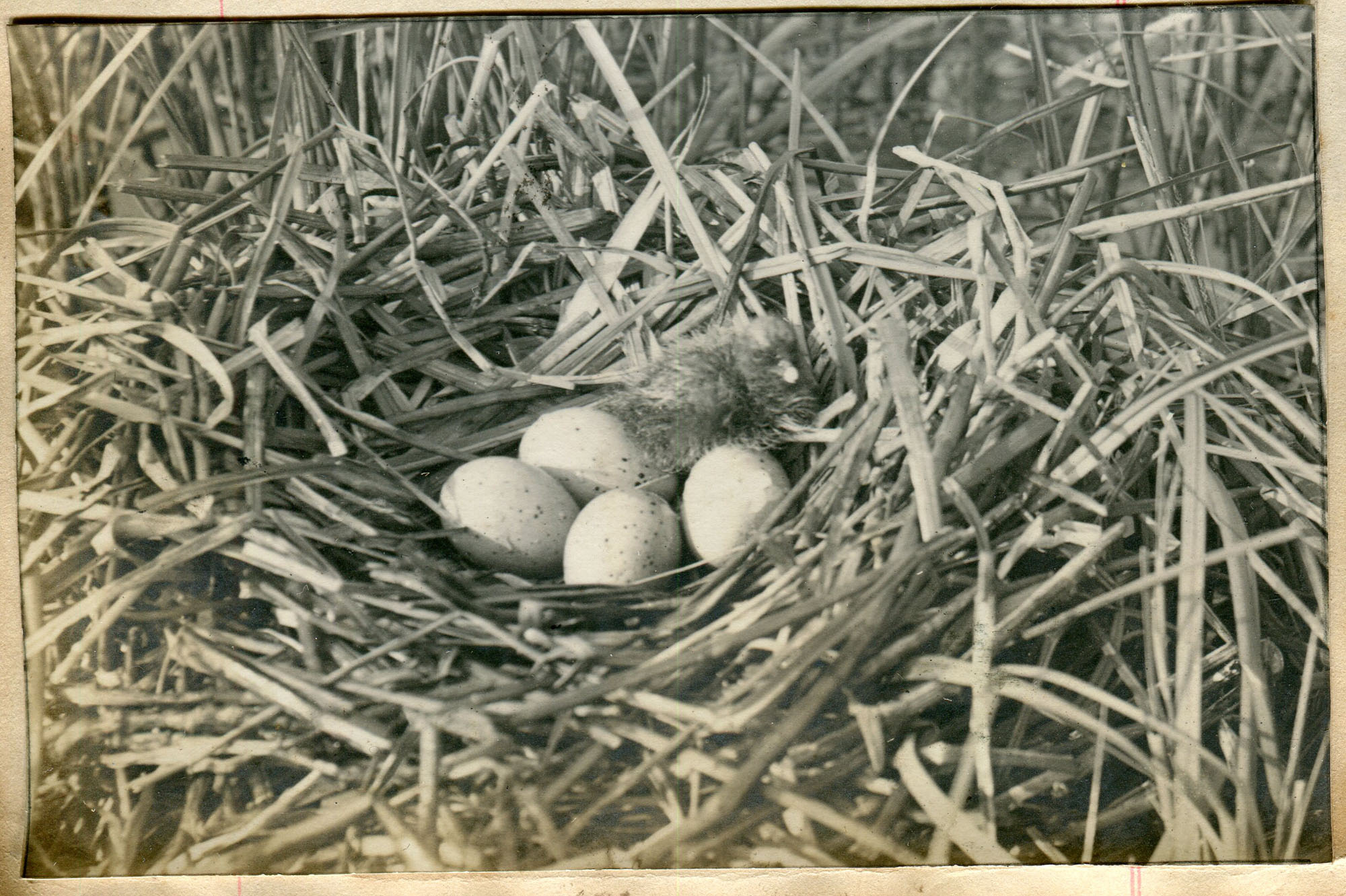 Black and white photographic image of a bird in a bird’s nest with four ...
